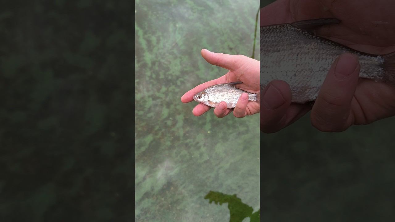 Рыбалка на фидер смотреть онлайн