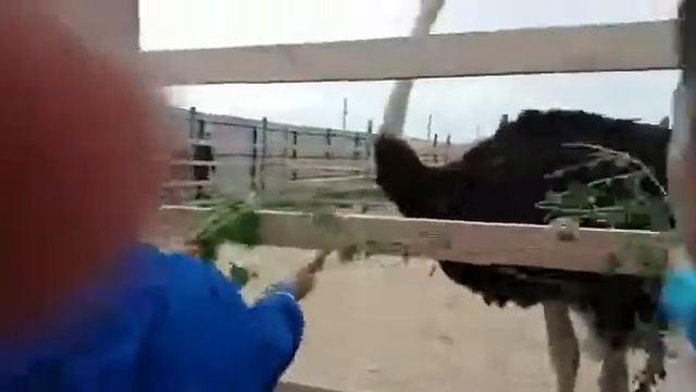 Страус птица смотреть онлайн