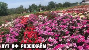 сорта роз Шанталь Мерьё и Раймонд Карвер