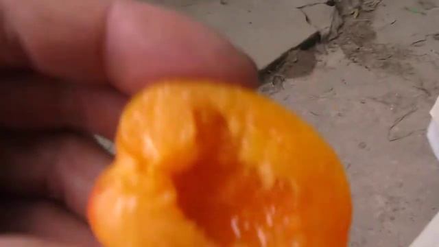 Абрикос Банзай