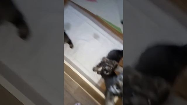 Малыши цвергшнауцеры смотреть онлайн