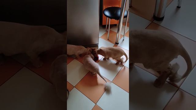 Обжорки мои 🤣💖💖💖 #юмор #котики #врек #ютуб #cat #топ #экзотическиепитомцы #персы
