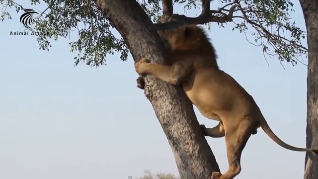 Too painful!African bees try to protect the nest when threatened by Lions, Humans, Bears, Eagles смотреть онлайн