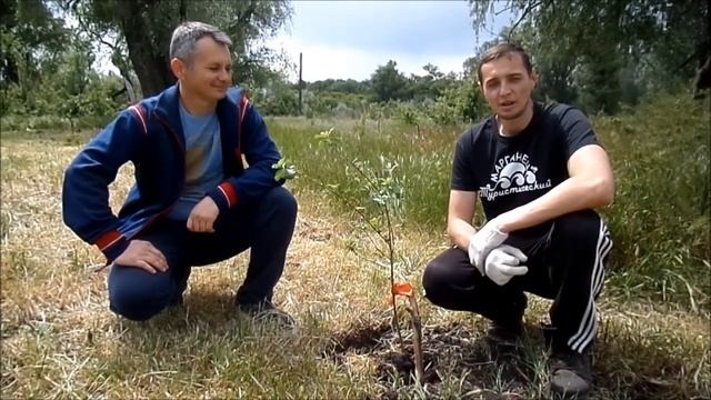 Новая туристическая локация у огромной вербы смотреть онлайн