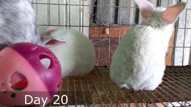 Baby Rabbits Grow Up | Days 1 - 30 | Time Lapse | Silent VLOG смотреть онлайн