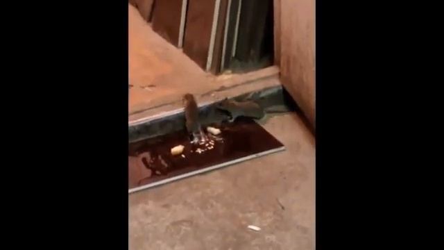 Борьба с крысами в домашних условиях смотреть онлайн