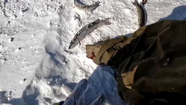 Щучья тропа существует!  Кто ищет тот всегда найдёт!