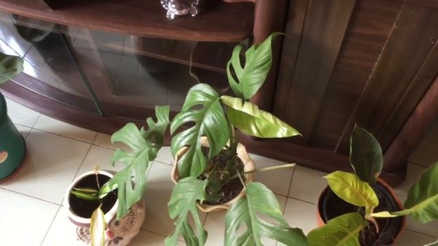 Care And Tips Of Alocasia Amazonica // Best Indoor Shade Loving Plant Alocasia Amazonica