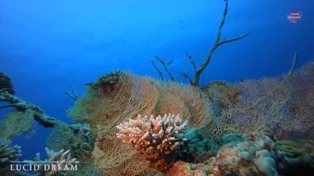 Шум моря ? музыка, расслабляющая водных животных? музыка лечащая нервы и помогающая заснуть смотреть онлайн