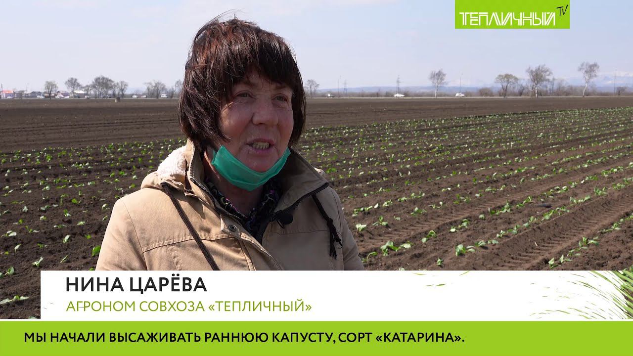 Поля "Тепличного" зазеленели рассадой капусты смотреть онлайн