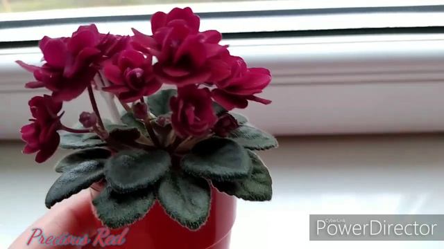 #фіалка Precious Red