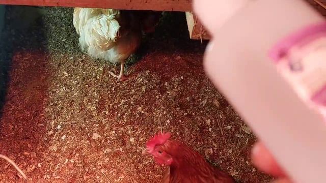 В курятнике всегда сухо и чисто/ Проверенный метод смотреть онлайн