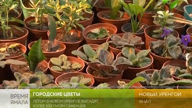 Целое море цветов. В Новом Уренгое готовятся к озеленению смотреть онлайн