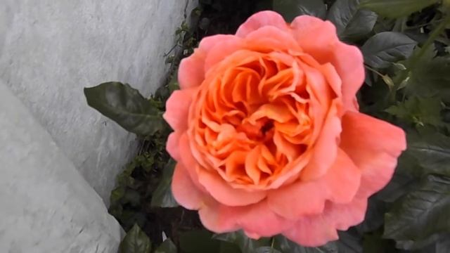 Rose Summer Song Austango David Austin Roses смотреть онлайн