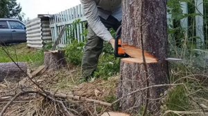 спил деревьев бензопилой stihl MS 180