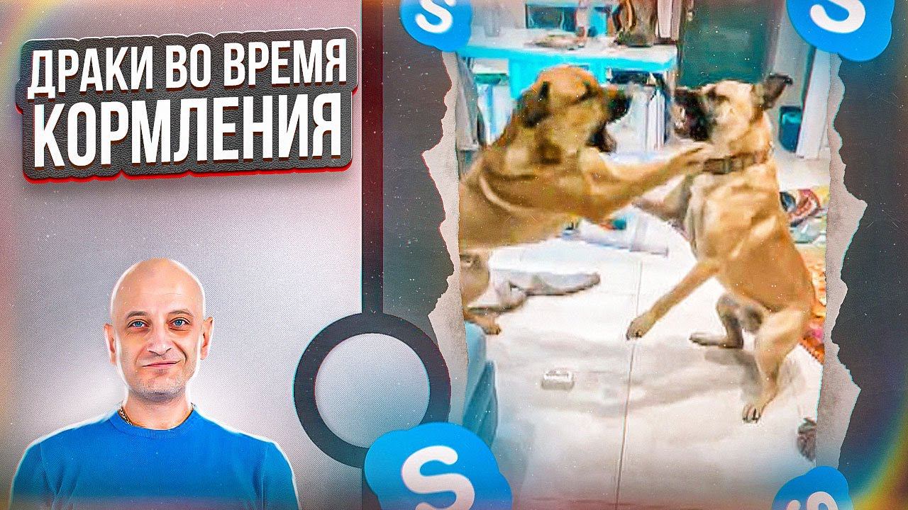 Драки во время кормления смотреть онлайн