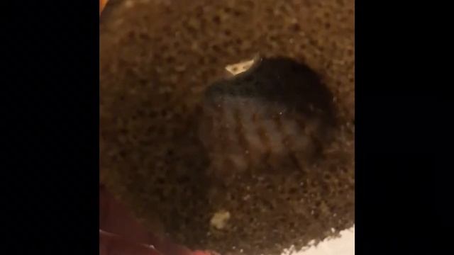 Префильтр EHEIM доработка смотреть онлайн