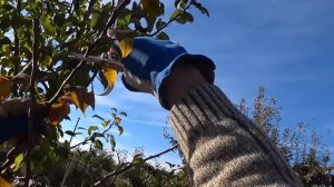 ФОРМИРОВКА кроны у ГРУШИ. Обрезка на раскрытие кроны.