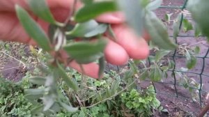 МАСТЕР - КЛАСС  "ОСЕННЯЯ ОБРЕЗКА ЯГОДЫ ГОДЖИ".