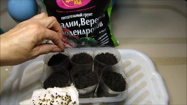 КЛЮКВА! Сею дальше. Часть 2. смотреть онлайн