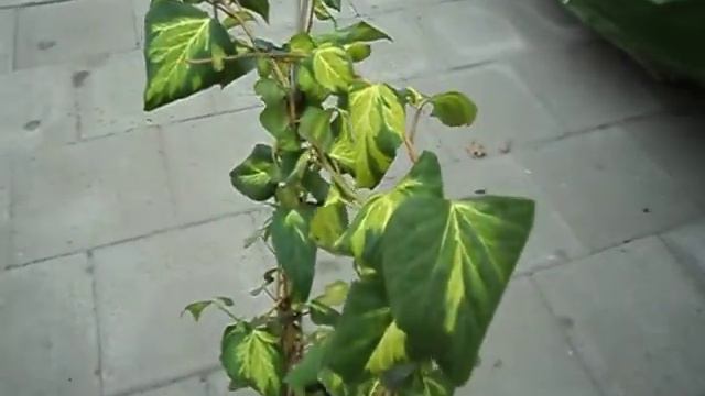 Kaukasischer Efeu - Hedera Colchica Sulphur Heart