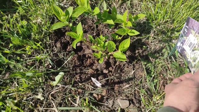 Розы, гортензии, туи и др. растения 1 мая 2022 г.