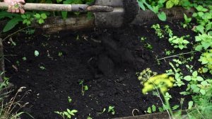 Пора Сажать Дайкон  ✔️ Когда Сеять Дайкон ✔️ Что посадить в Августе