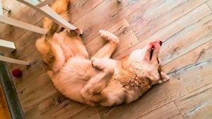 ЭКСТРЕМАЛЬНЫЕ ПРЯТКИ НА ВЫЖИВАНИЕ!! БУБЛИК НЕ СПРАВИЛСЯ!! (Хаски Бандит) Говорящая собака