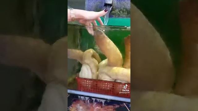 Шутки матушки-природы. Моллюск Гуидак? смотреть онлайн