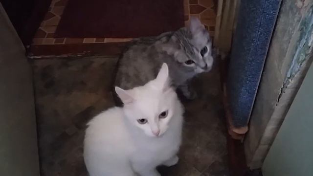 Кошки и валерьянка смотреть онлайн