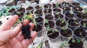 Выращиваем Пиретрум