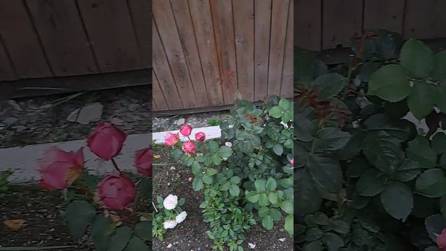 Роза "Поль Бокюз" второго года посадки. смотреть онлайн