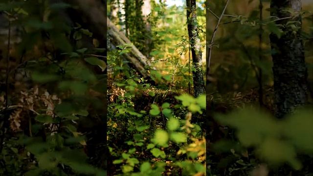 Лес и квадроцикл смотреть онлайн