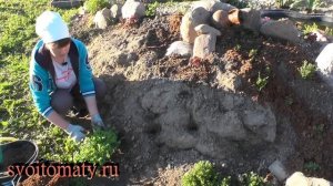 Колокольчик карпатский: выращивание из семян. Цветение в первый год.