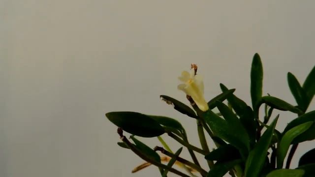 Orchid with Strong Fragrance -Dendrobium quadrangulare (Den. hymenanthum) смотреть онлайн