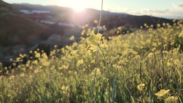 Samsung Galaxy S22 Ultra Cinematic Video Test - No Color Grading in 4K смотреть онлайн