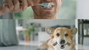 Реклама Pro Plan Dental ProBar с корги