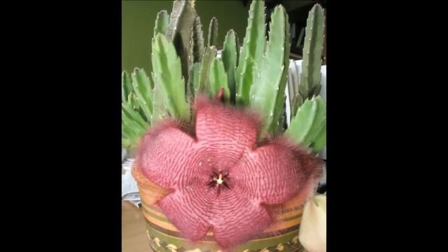 Стапелия уход смотреть онлайн