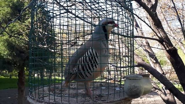 Кабки шикори . Голос каменная куропаток смотреть онлайн
