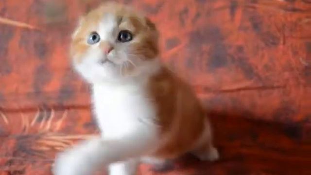 Продаётся мальчик скоттиш фолд смотреть онлайн