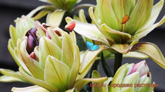 Лилия азиатская махровая Мистери Дрим (lilium) ? обзор: как сажать, луковицы лилии Мистери Дрим смотреть онлайн