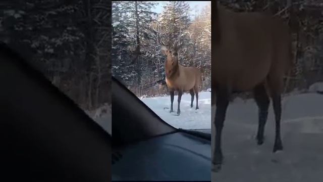 VID-20231218-WA0001.mp4 смотреть онлайн