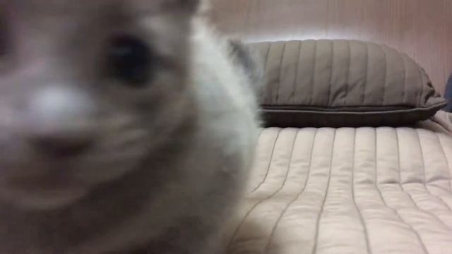 Русские голубые котята. Русская голубая. Питомник Ruzara. смотреть онлайн