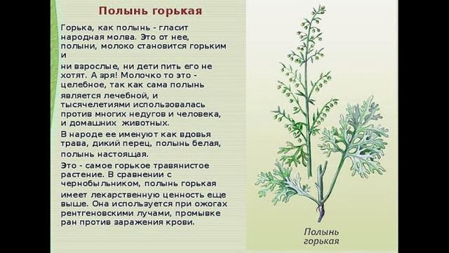 Правильная тройчатка. Как приготовить на дому тройчатку? Выгоняем паразитов . Укрепляем иммунитет. смотреть онлайн