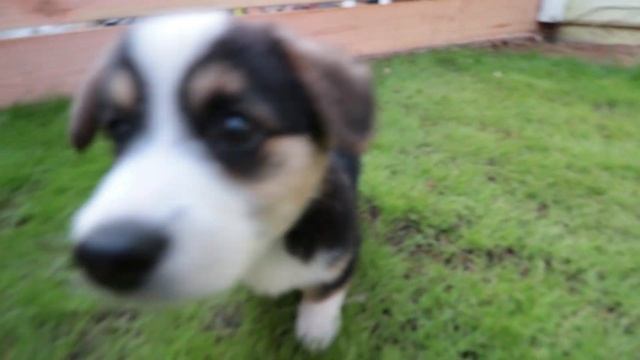 DIY Dog Run for a new little doggo смотреть онлайн