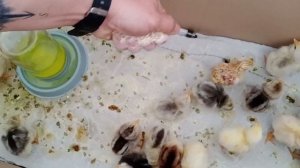 Эксперимент инкубации куриных яиц. Нарушаю все правила