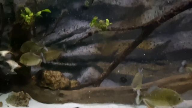 5 PIRANHA tips for beginners (WARNING! Graphic content) смотреть онлайн