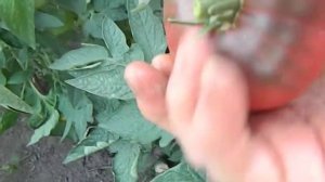 Томат Розелла Пурпл. Время собирать урожай.