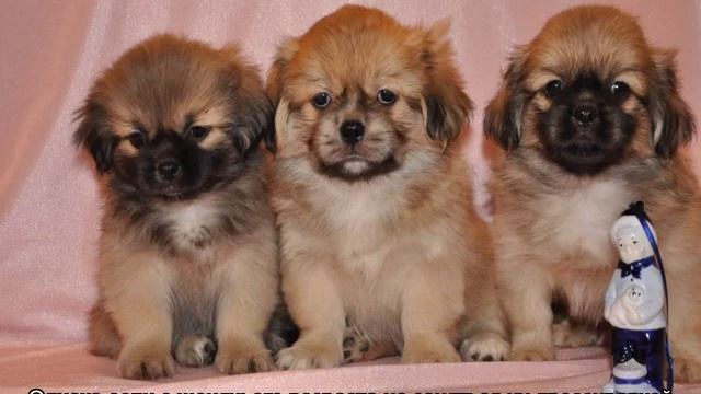 Тибетский спаниель и пекинес: описание породы