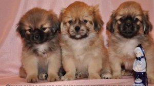 Тибетский спаниель и пекинес: описание породы